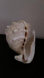 Zeer grote Cassis Cornuta schelp, Ophalen of Verzenden