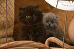 Brits Langhaar Kitten, Dieren en Toebehoren, Katten en Kittens | Raskatten | Langhaar, Poes, Gechipt, 0 tot 2 jaar