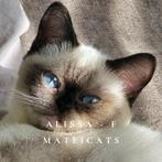 Brits korthaar Chocolate Point, Poes, Gechipt, 0 tot 2 jaar