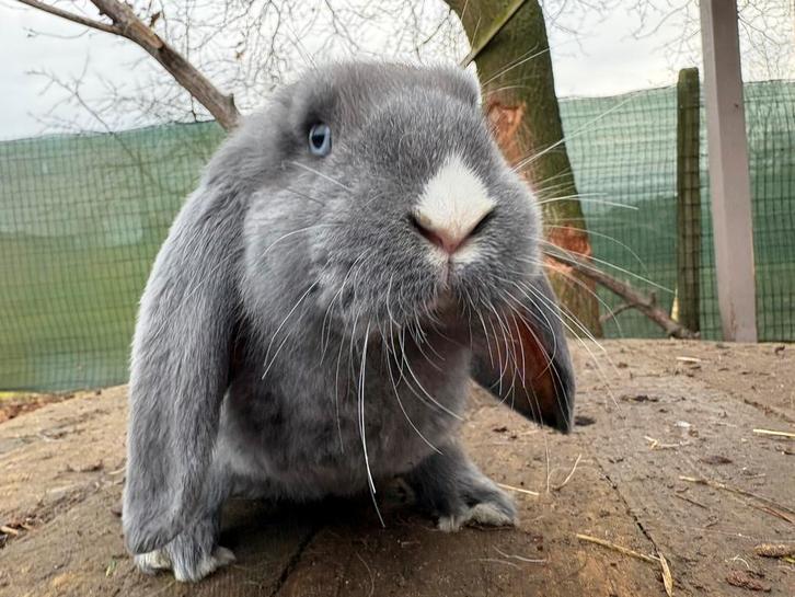 Franse hangoor voedster, Animaux & Accessoires, Lapins, Grand, Femelle, 0 à 2 ans, Oreilles tombantes