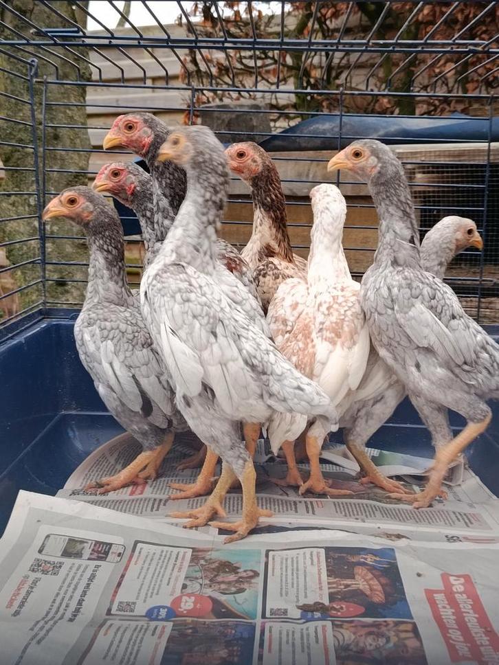 Ko-schamo (la plus petite espèce), Animaux & Accessoires, Volatiles