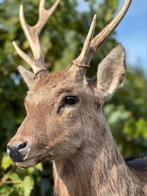 Opgezette hertenkop, Antiek en Kunst, Ophalen of Verzenden