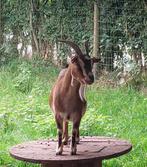 Mieke, Dieren en Toebehoren, Vrouwelijk, Geit, 3 tot 5 jaar