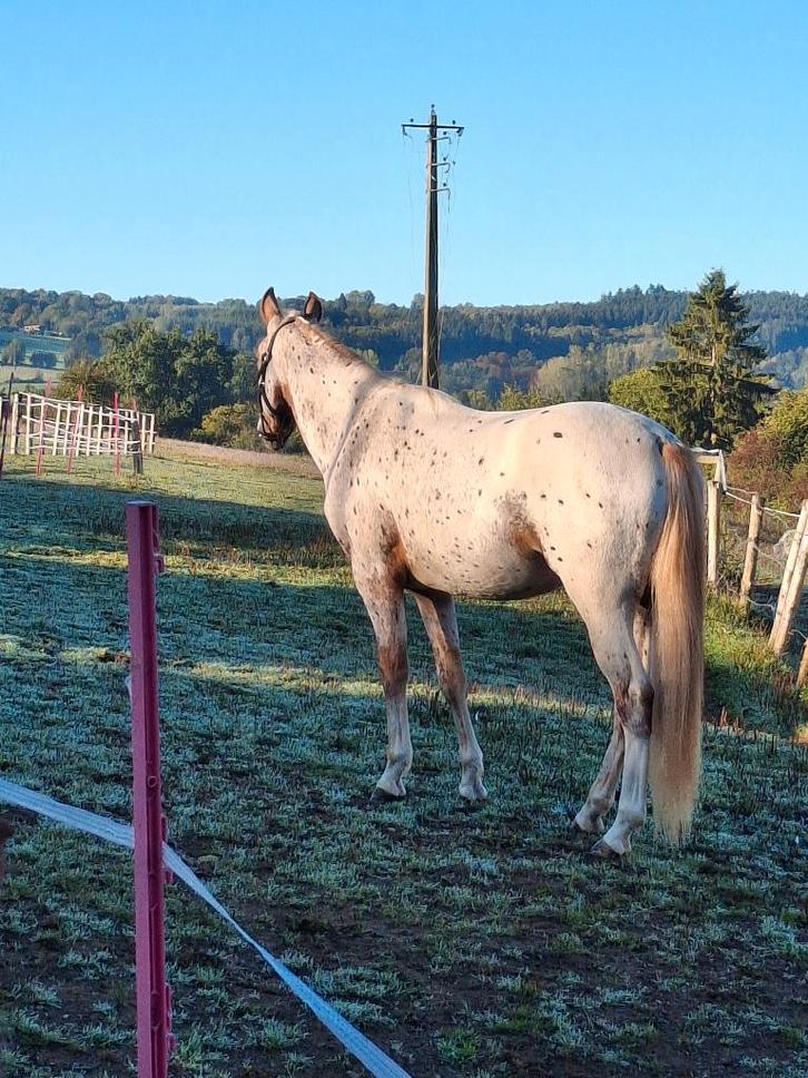 Magnifique jeune appaloosa, Dieren en Toebehoren, Paarden, Ruin, Minder dan 160 cm, 0 tot 2 jaar, Met stamboom, Gechipt, Ontwormd