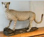 Oude Opgezette CHEETAH JACHTLUIPAARD Te Koop Intermassa BV, Ophalen, Gebruikt