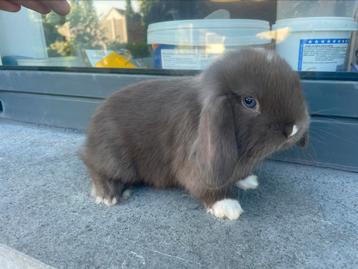 Minilop konijntje, Dieren en Toebehoren, Konijnen