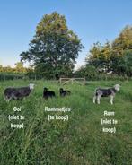 Te koop: jonge Herdwick rammetjes, Dieren en Toebehoren, Mannelijk, Schaap, 0 tot 2 jaar