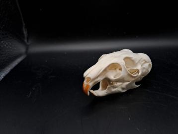 Crâne de chinchilla