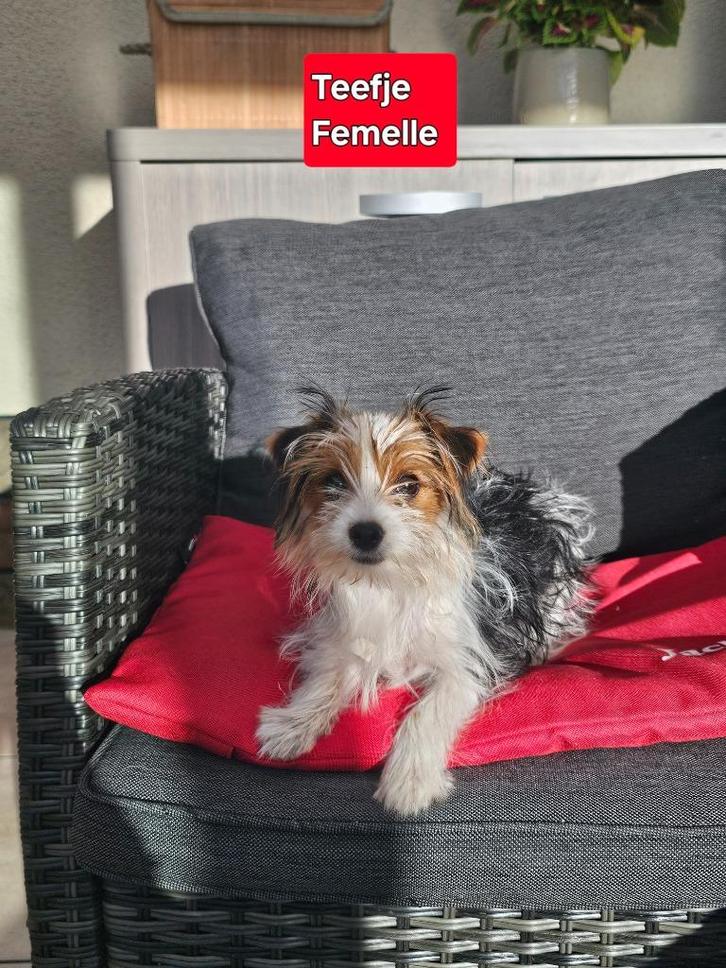 mooie biewer yorksire pups, Dieren en Toebehoren, Honden | Jack Russells en Terriërs, Meerdere dieren, Yorkshire Terriër, Fokker | Professioneel