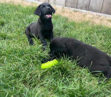 Leuke labrador pups beschikbaar voor biedingen