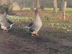 1 jarig koppel toulouse ganzen, Plusieurs animaux, Oie ou Cygne