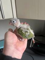 Jonge handtamme pyrrhura., Sexe inconnu, Perruche, Domestique