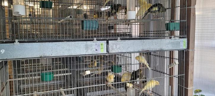 Postuurkanarie, Dieren en Toebehoren, Vogels | Kanaries, Postuurkanarie