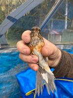 Grijskap lijster pop, Vrouwelijk, Wildzangvogel, Geringd