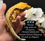Wimpergekko’s met terrarium, Dieren en Toebehoren, Reptielen en Amfibieën, Met terrarium