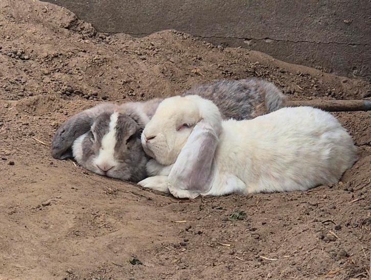 Franse hangoren koppel, Dieren en Toebehoren, Konijnen, Groot