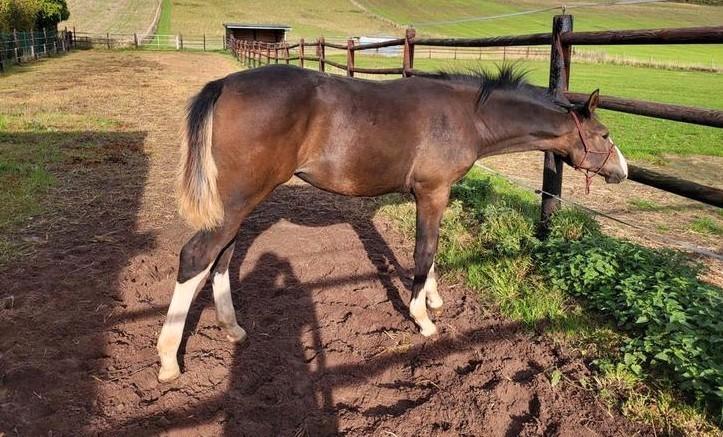 Merrieveulen dressuur, 5/2025, Dieren en Toebehoren, Paarden, Merrie