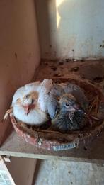 20 jonge duiven geringd volgende week klaar, Animaux & Accessoires, Oiseaux | Pigeons