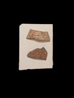 2 fossiles, coquilles d'œufs, oviraptor, provenant de Chine., Enlèvement ou Envoi, Fossile