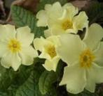 LENTEBLOEIER sleutelbloem / primula, Tuin en Terras, Ophalen, Lente, Vaste plant, Kruiden