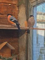 Noorse goud vinken, Dieren en Toebehoren, Vogels | Overige Vogels