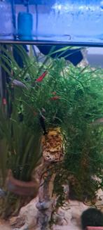 Garnalen te koop – verschillende kleuren