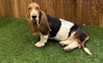 Chiot Basset Hound