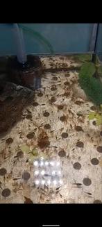 Halfmoon koi baby betta fry, Dieren en Toebehoren