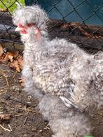 Zijdehoen naakthals verschillende kleuren, Dieren en Toebehoren, Pluimvee