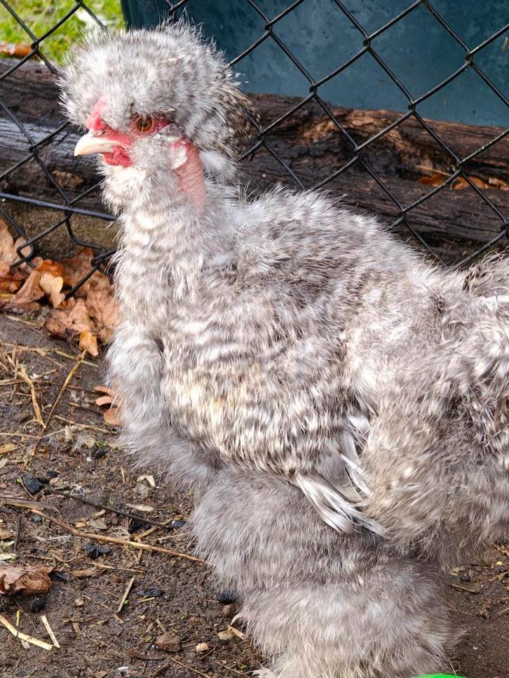 Zijdehoen naakthals verschillende kleuren, Dieren en Toebehoren, Pluimvee