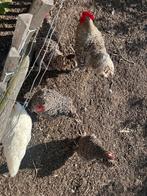 3 hennen mechelse koekoek 1 jaar oud, Dieren en Toebehoren, Pluimvee, Vrouwelijk, Kip