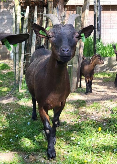 dwerggeitje - mieke - 2jr - donkerbruin, Dieren en Toebehoren, Schapen, Geiten en Varkens, Geit, Vrouwelijk, 0 tot 2 jaar