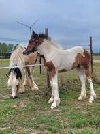 Tinker merrieveulen zoekt 5* huisje, Dieren en Toebehoren, Paarden en Pony's | Dekhengsten en Fokmerries, Merrie