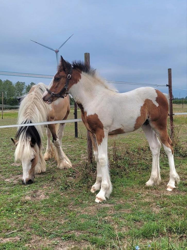 Tinker merrieveulen zoekt 5* huisje, Dieren en Toebehoren, Paarden en Pony's | Dekhengsten en Fokmerries, Merrie