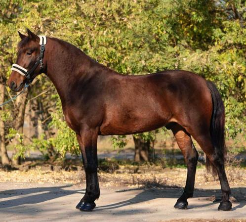 Mooie D pony, Dieren en Toebehoren, Pony's, Ruin, M
