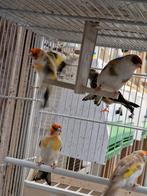 Bont Putter, Dieren en Toebehoren, Vogels | Overige Vogels, Geringd