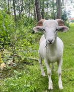 WILTSHIRE HORN RAM, Dieren en Toebehoren, Schapen, Geiten en Varkens