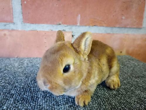 Dwerg rex in geel/ oranje., Dieren en Toebehoren, Konijnen, Dwerg