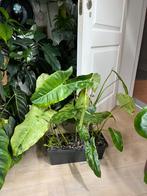 Philodendron Paraiso Verde XL verschillende planten in pot, Enlèvement ou Envoi