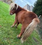 Shetlander merrie met stamboek, Dieren en Toebehoren, Pony's, Merrie