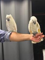 Alba-kaketoes wittkuif, Dieren en Toebehoren