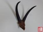 Waterbuck Antlers, Collections, Bois ou Tête, Animal sauvage, Utilisé, Enlèvement ou Envoi