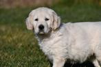 Chiots Golden Retriever à vendre - Les parents sont présents, Golden retriever, Chienne, Belgique, Plusieurs