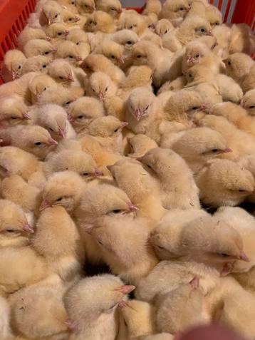 Ross 308 mestkuikens beschikbaar voor biedingen