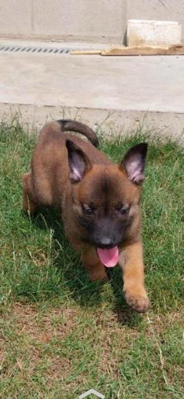 mechelse herder pups van zeer goede afkomst zeer mooi, Parvovirose, 8 à 15 semaines, Plusieurs, Éleveur | Loisir