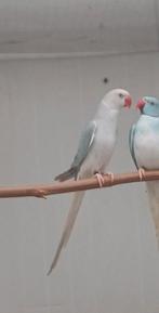 0-1 halsbandparkiet 2025 blauw cin blst, Dieren en Toebehoren, Vogels | Parkieten en Papegaaien, Parkiet, Geringd