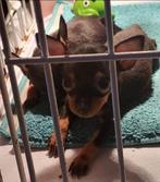 Pincher pups, Dieren en Toebehoren, Honden | Bulldogs, Pinschers en Molossers, België, Fokker | Hobbymatig, Overige rassen, CDV (hondenziekte)