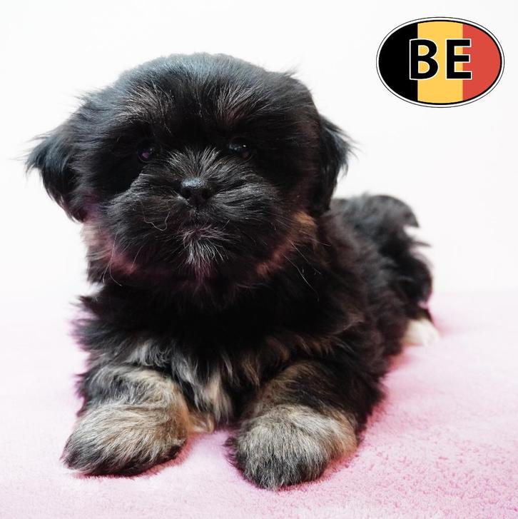 Schattige Lhasa Apso pups te koop, Dieren en Toebehoren, Honden | Chihuahua's en Gezelschapshonden, Meerdere dieren, Overige rassen