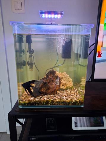 Compleet aquarium  beschikbaar voor biedingen