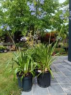 agapanthus, Ophalen